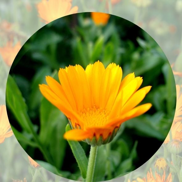 CALENDULA 2
